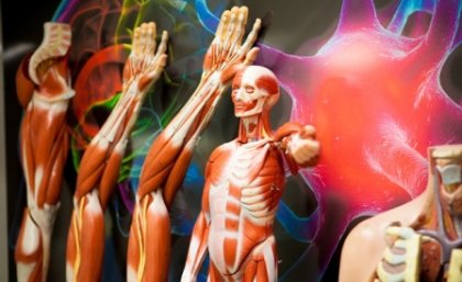 Originality and exceptional technical skills will decide which University of Queensland anatomy student wins the 2016 Royal Australasian College of Surgeons Dissection Prize. Originality and exceptional technical skills will decide which University of Queensland anatomy student wins the 2016 Royal Australasian College of Surgeons Dissection Prize.